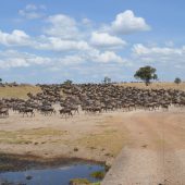  The Serengeti, TZ